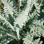 Achillea clypeolata Leaf