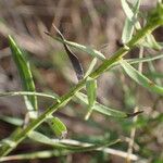 Galatella sedifolia Leaf