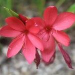 Hesperantha coccinea Flor