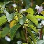 Ostrya virginiana Leaf