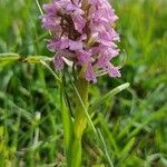 Dactylorhiza incarnataBlodyn