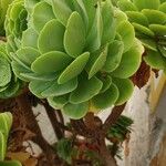 Aeonium balsamiferum 叶