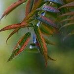 Sorbus americana Feuille