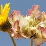 Calendula tripterocarpa Flor