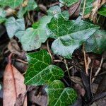 Hedera hibernica Folha