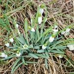 Galanthus plicatus ᱵᱟᱦᱟ