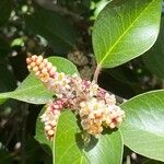 Rhus ovata Flower