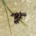 Juncus articulatus Цветок