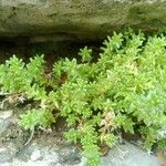 Sedum litoreum Foglia