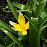 Tulipa sylvestris Virág