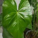 Anthurium nymphaeifolium Blad