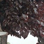 Prunus cerasifera برگ