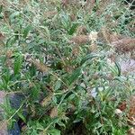 Buddleja asiatica Leht