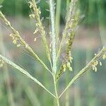 Dichanthium annulatum फूल