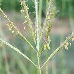 Dichanthium annulatum Flower