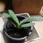 Gasteria excelsa Hostoa