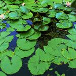 Nymphaea mexicana Leaf