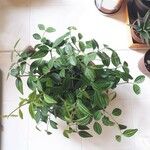 Peperomia quadrangularis Leht