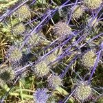 Eryngium creticum Virág