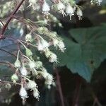 Heuchera micrantha फल