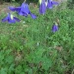 Aquilegia alpina Habit