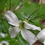Cardamine heptaphylla Flor