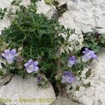 Campanula mollis Habit