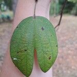 Bauhinia acuminata Blatt