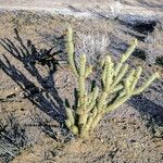 Cylindropuntia acanthocarpa Kéreg