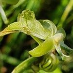 Habenaria humilior Flor