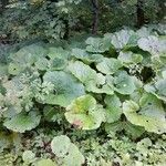 Petasites hybridus Leaf