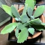 Kalanchoe millotii Leaf