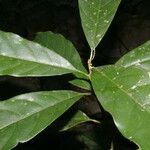Chrysophyllum venezuelanense Hoja
