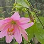 Passiflora tripartita Fleur