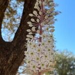 Drimia numidica Flower