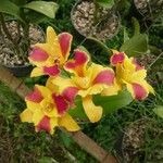 Cattleya spp. Floro