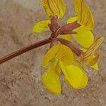 Hippocrepis areolata फूल