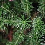 Podocarpus gnidioides Характер