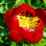 Paeonia peregrina Flower