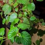 Begonia hirtella Leaf