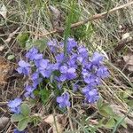 Viola hirtaFlor