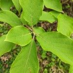 Pterostyrax corymbosus List