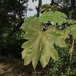 Tetrapanax papyrifer 叶