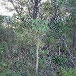 Cussonia arborea Habit