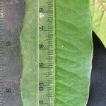 Erythroxylum macrophyllum Leaf