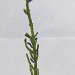 Salicornia depressa Лист