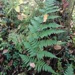 Dryopteris expansa Leaf