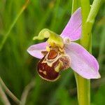 Ophrys apifera Floro