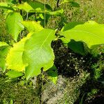 Magnolia acuminata Leaf