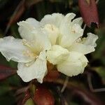 Rhododendron aureum Flower